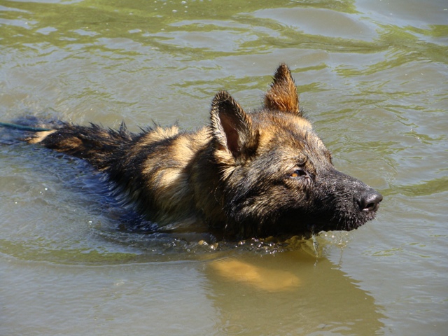 Fotos/Athos 2010/hondjes_2010_248[1].jpg